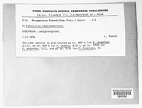 Phragmidium potentillae image
